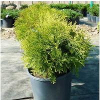 Thuya-Golden-Globe-2-700x700