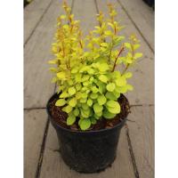 2a9b90e8c8e4632ebf3f70c657833465