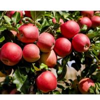 plody-yabloni-solnyshko2-3-1000x1000