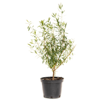 Без_имени-Nw1gbdvUk-transformed