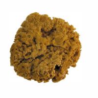 губкаморская