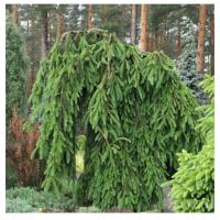 picea_abies_frohburg_7