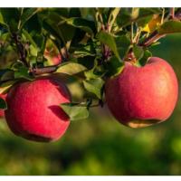 venyaminovskoe-600x450