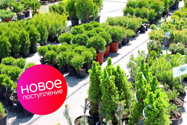 Садовый центр Арсенал