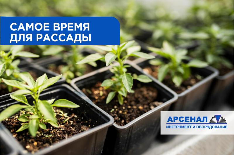 Посев рассады в феврале: как подготовить растения к новому сезону