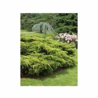 можевельннниик