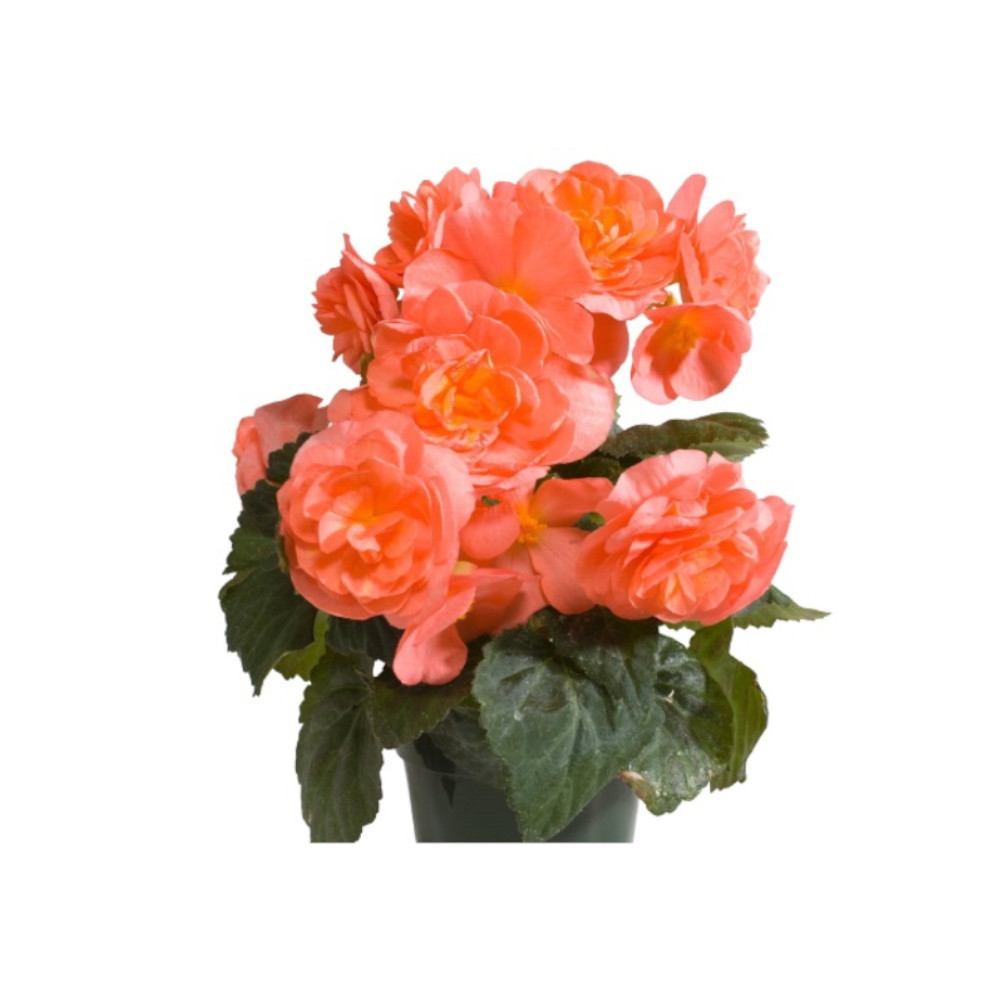 Купить Цветок Бегония Пьеро (крупноцветковая, лососевая) в магазине Арсенал