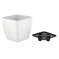 горшооокококашапо