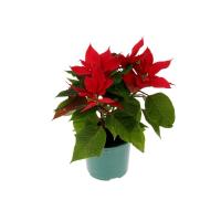 пуантенссияяяяя