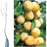 открытая корневая система