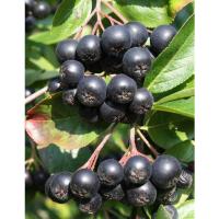 aronya_5163e92072b8b788d620