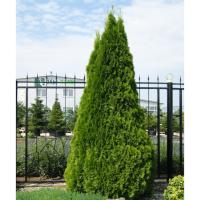 Thuja occidentalis `Smaragd`(17)