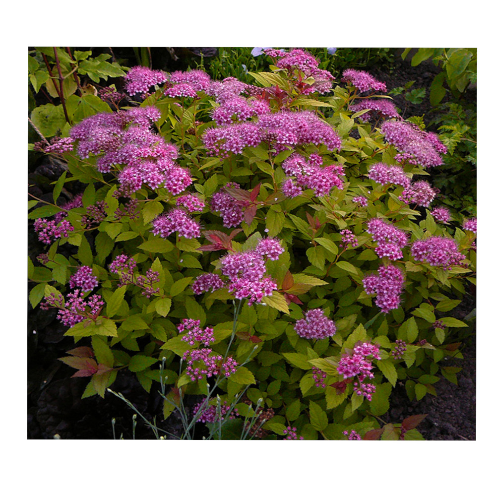 Спирея японская (Spiraea japonica Manon)