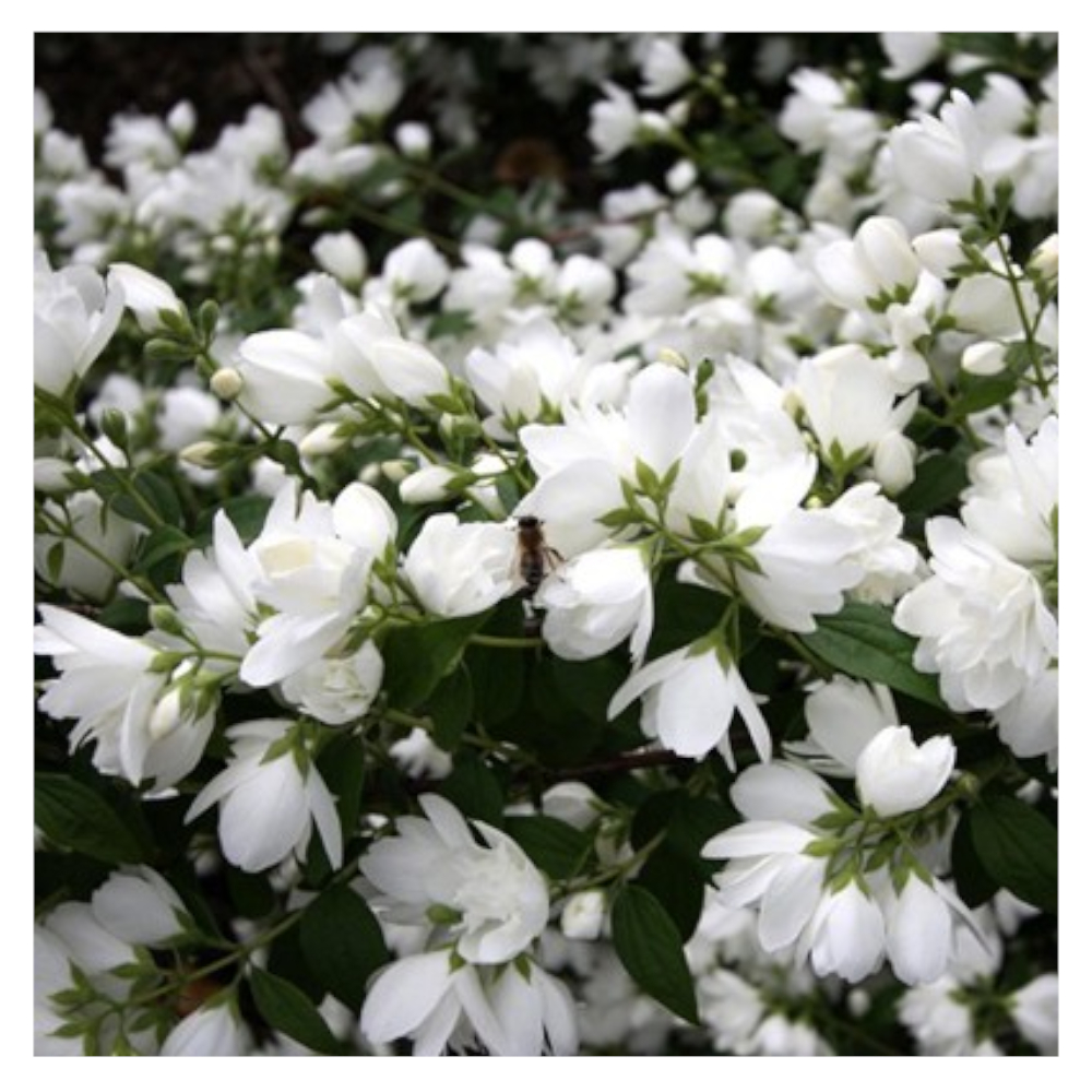 Bouquet blanc. Чубушник Bouquet Blanc. Чубушник (Philadelphus Bouquet Blanc. Чубушник букет Бланш. Чубушник Лемуана Philadelphus lemoinei Bouquet Blanc.