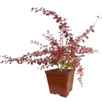 399656_1_be1037b522ed615ee62786d274e8a59c