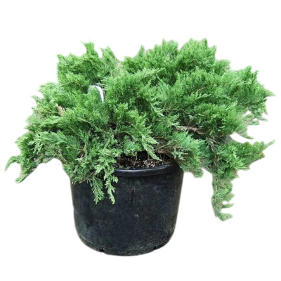 Можжевельник каз. Tamariscifolia с10 40-60