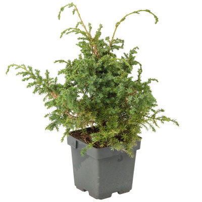 Можжевельник китайский Blue Alps C2