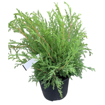 Микробиота Deccusata (П)