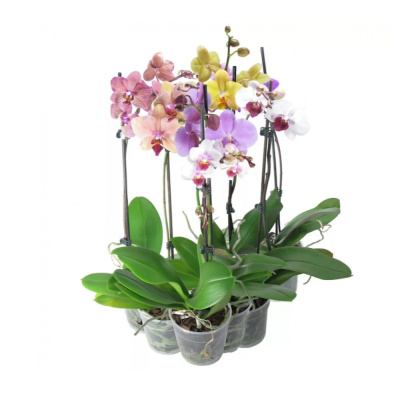 Орхидея Фаленопсис микс 12/65 горшечные растения