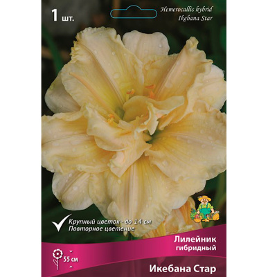 Лилейник гибридный Икебана Стар/К