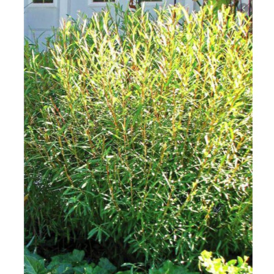 Ива пурпурная Нана (С2/С3)			