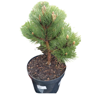 Сосна чер. Hornibrookiana с7,5