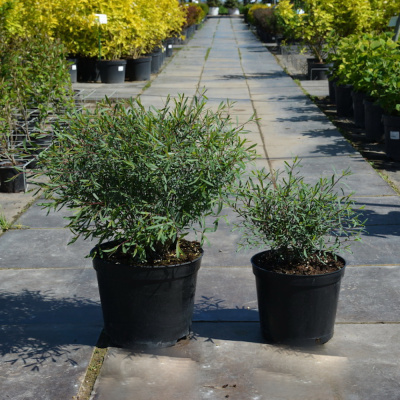 Ива пурпурная Нана  (С5/С7,5)