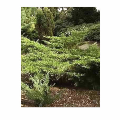 Можжевельник сред. Mint Julep (П)