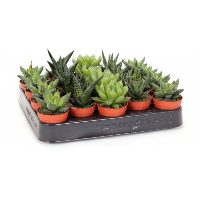 Хаворция микс 5,5/10