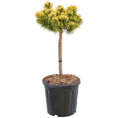 Сосна горная 'Carten's Wintergold' 44д. 95см 50/60 С35