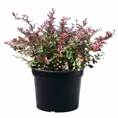 Барбарис в ассортименте С3/20-40