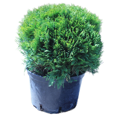 Туя зап. Danica с7,5 30-50