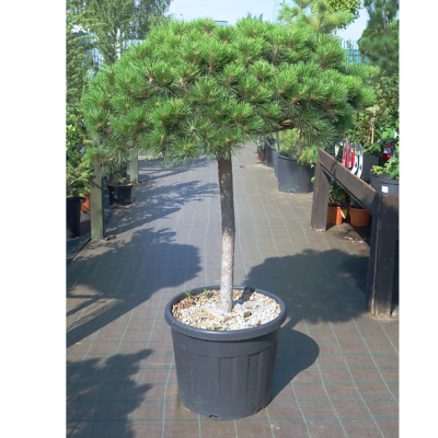 Сосна черная  'Brepo' 44Ø 105cm