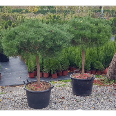 Сосна черная 'Brepo' 49Ø 125cm