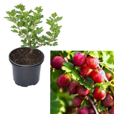 Крыжовник Розовый 2 (С2)			