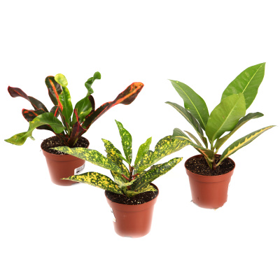 Кодиеум микс 12/35