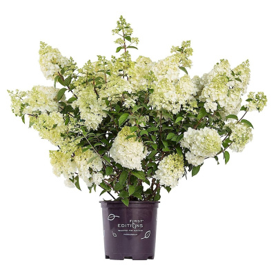 Гортензия метельчатая Строберри Блоссом (С3)