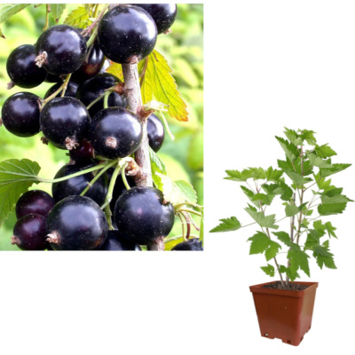 Смородина чер. Башкирский великан