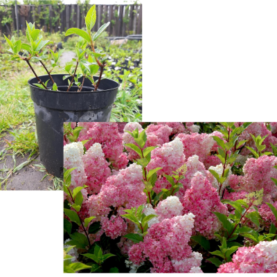 Гортензия метельчатая Ваниль Фрайз  (С3)