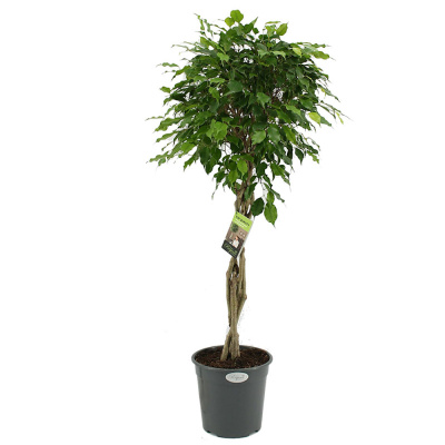 Фикус бенжамина Экзотика переплетенный, пал.(D-27, Н-120)