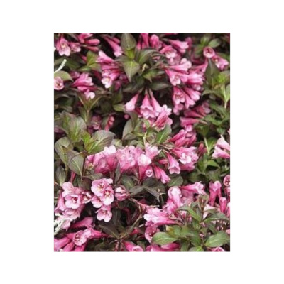 Вейгела цвет. Nana Purpurea с4 30-40