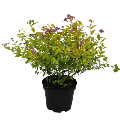 Спирея яп.Голдмаунд С3/15-20.