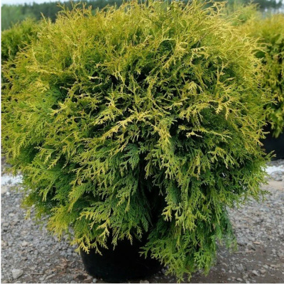 Туя зап Вотерфилд С3.