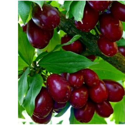 Кизил Лукьяновский П