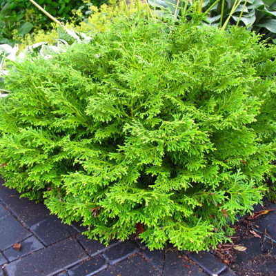 Горшечные растения Туевик долотовидный Нана 18/20