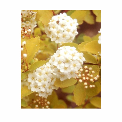 Спирея Вангутта Gold Fountain с5 40-60