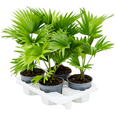 Ливистона микс 14/50