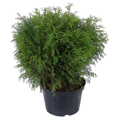 Туя зап. Woodwardii c25 80-100