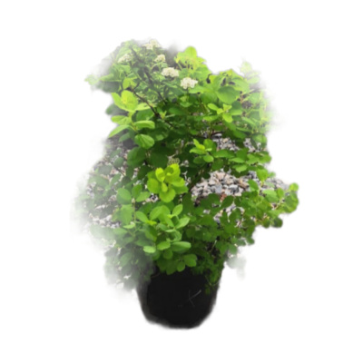 Спирея б/л Тор Голд С3/10-15