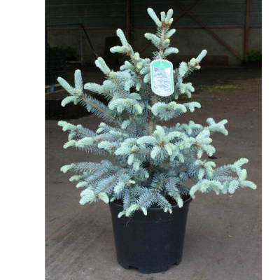 Ель колючая 'Erich Frahm' 40-50 P26/C7,5